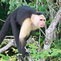 Capuchin monkey