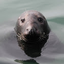 Gray Seal