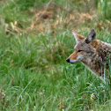 Coyote