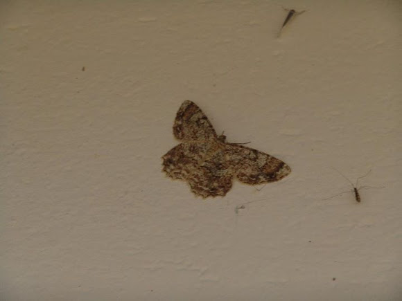 Spotting Image 1