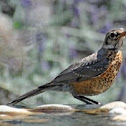 Juvenile American Robin