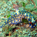 Hypselodoris infucata