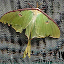 Luna Moth