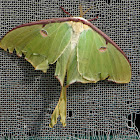 Luna Moth