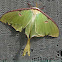Luna Moth