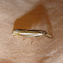 Eastern Grass Veneer