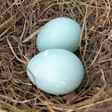Blue bird