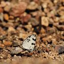 Angled Pierrot