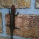 Skink