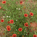 Blanket Flower