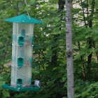 White breasted nuthatch