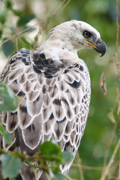 Spotting Image 1