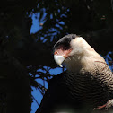 Southern Crested Caracara