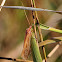 CaddisFly