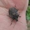 Brochymena sp.