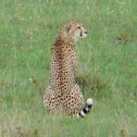 Cheetah