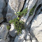 Rock samphire