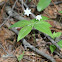 Starflower