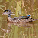 Wood Duck
