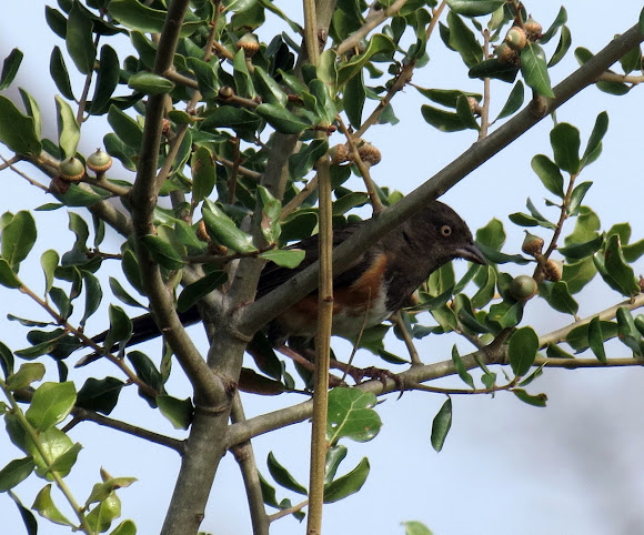 Spotting Image 1