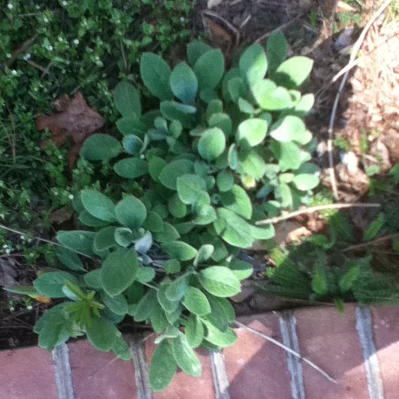 Spotting Image 1