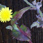Wild Lettuce