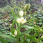 Orchid