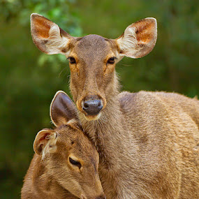 by Charliemagne Unggay - Animals Other