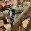 Downy Woodpecker