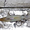 Market squid
