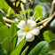 Frangipani चम्पा