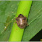 Woundwort Shieldbug