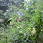 Eastern Tiger Swallowtail