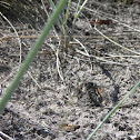 Grayling