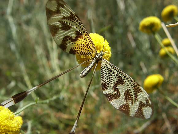 Spotting Image 1