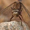 Libélula (Keeled Skimmer)