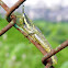 Painted Grasshopper
