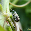 Weevil