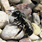 Blue Orchard Bee
