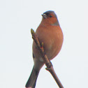 Chaffinch