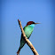Blue Throated Bee Eater