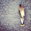 Cedar waxwing