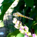 Female Blue Dasher