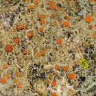 Bacidia rubella