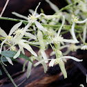 Small-leaved Clematis