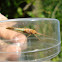 caddis fly