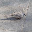 Inca Dove