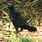 Great-tailed Grackle