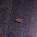 Large Yellow Underwing, Hausmutter
