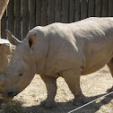 Black Rhinoceros